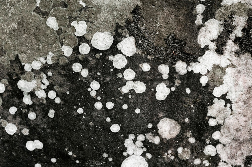 Best Practices for Mold Prevention in Humid Regions Like Largo