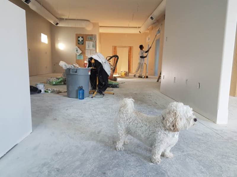 People renovating a home and a white poodle standing in front.